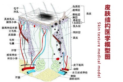 (图:贵州西部皮肤胎记研究院通过皮肤断层图建立细胞胎记医学模型)